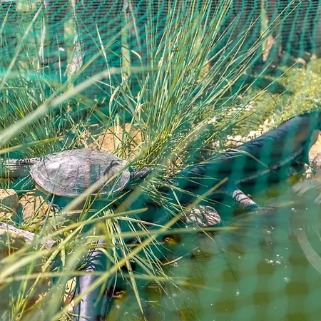 База отдыха Les Casots Rouffiac-des-Corbieres